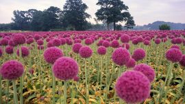 Field Of Flowers