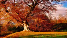 Autumn Trees