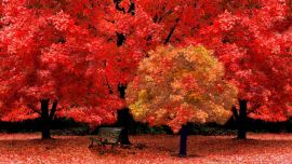 Red Autumn