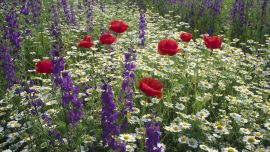 Delphinium Red