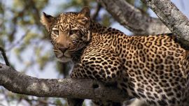 Leopards