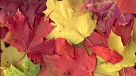 Осень Листья