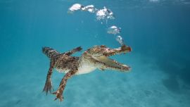 Крокодил Под Водой
