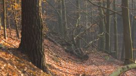 Леса Осенью