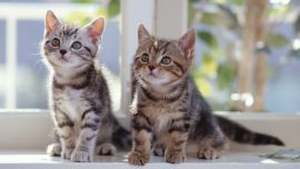 Котята Обои