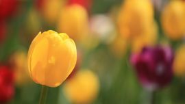 Tulips Close Up