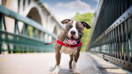 American Staffordshire Terrier