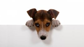 Dog White Background