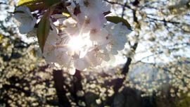 Flores De Cerezo