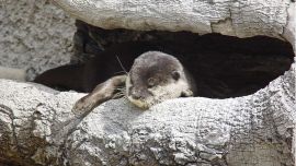 Otter