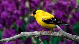 HD Birds Wallpapers For Desktop