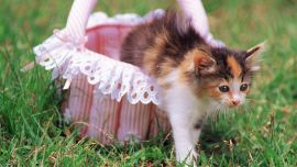 Котята и Щенята