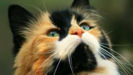 Трехцветный Кот
