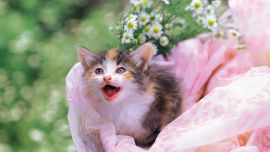 Кошки