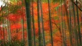 Bamboo Forest Fire