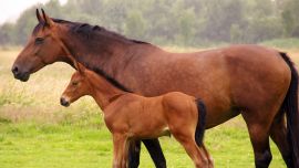 Horse And Foal