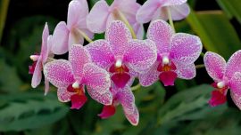 Цветы Орхидеи