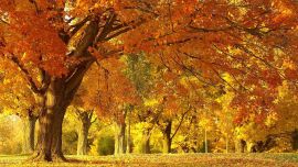 Красивый Осенний Лес
