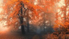 Janek Sedlar