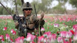 Afghanistan Poppy Fields