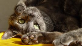 Кот Потягивается