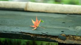 Japan Leaf