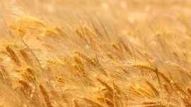 Поле Пшеница