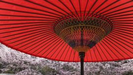 Japanese Parasol