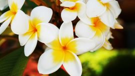 Frangipani