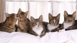Кошки и Котята