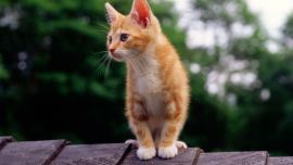 Кошка Обои