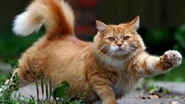 Рыжие Коты