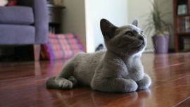 Кот Лежит на Полу