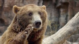 Bear Waving