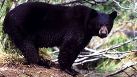 Black Bear