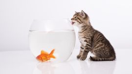 Котенок Обои