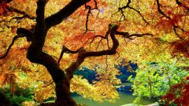 Maple