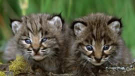Baby Animals