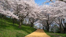 Arbres Fruitiers En Fleurs