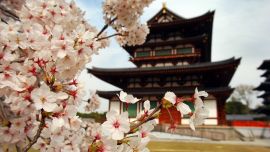 Japan Sakura