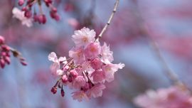 Sakura