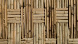 Bamboo