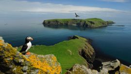 Puffin Shiant Islands