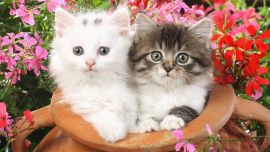 Обои Котята