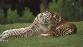 Обои Тигры