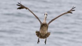 Brown Pelican