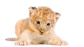 Lion Cub