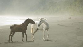 Caballos En La Niebla