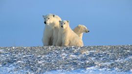 Polar Bears