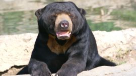 Sun Bear